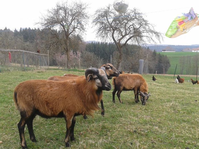 Berbec de un an - Oi de Camerun