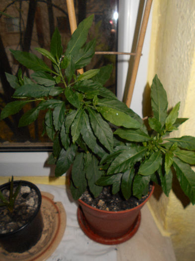 Solanum rantonetti - Martie -sfirsit de luna 2014