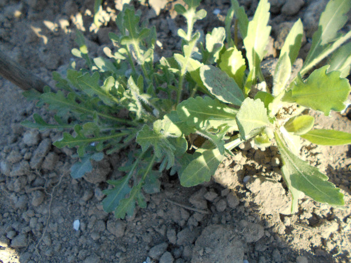 Gaillardia