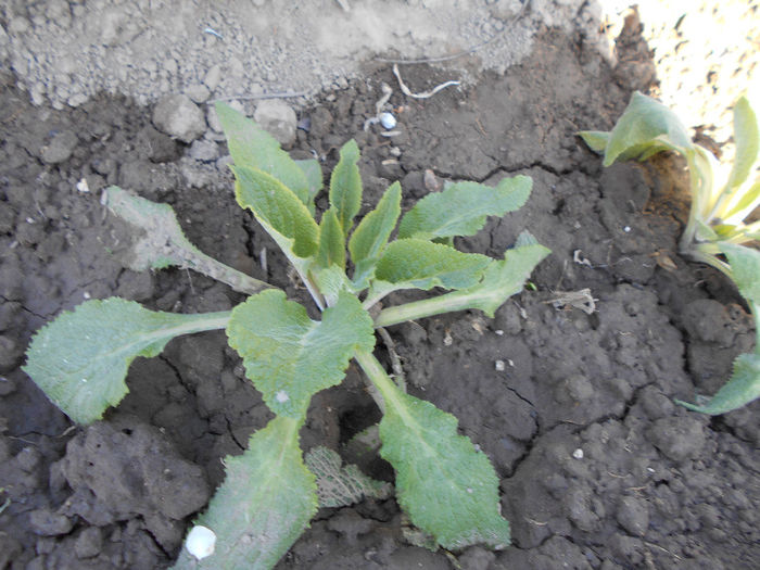 Digitalis roz -rasad - Martie -sfirsit de luna 2014
