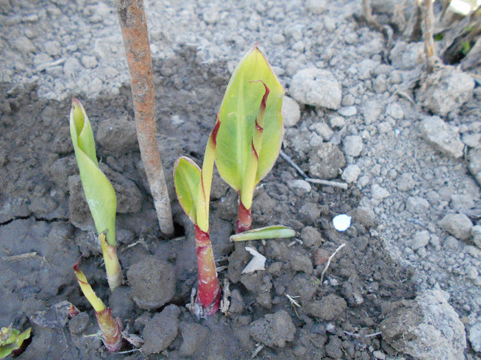 canna - Martie -sfirsit de luna 2014