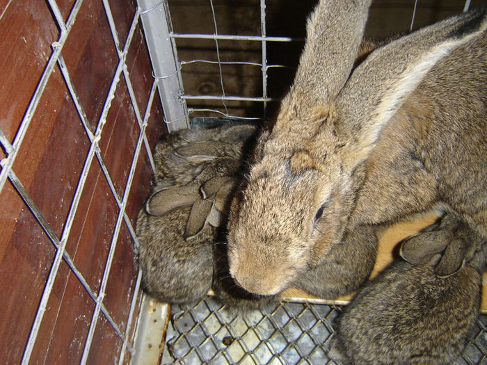 DSC00383 - Iepuri de rasa