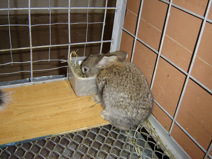 DSC00386 - Iepuri de rasa