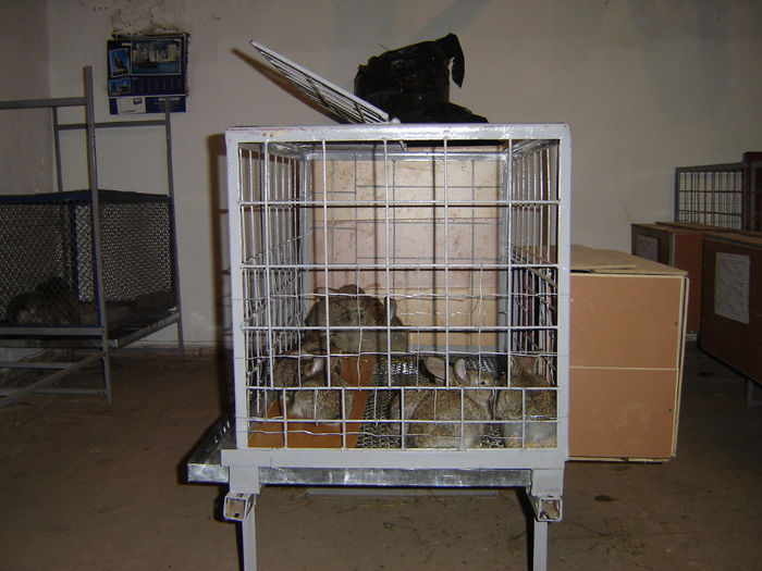 DSC00390 - Iepuri de rasa