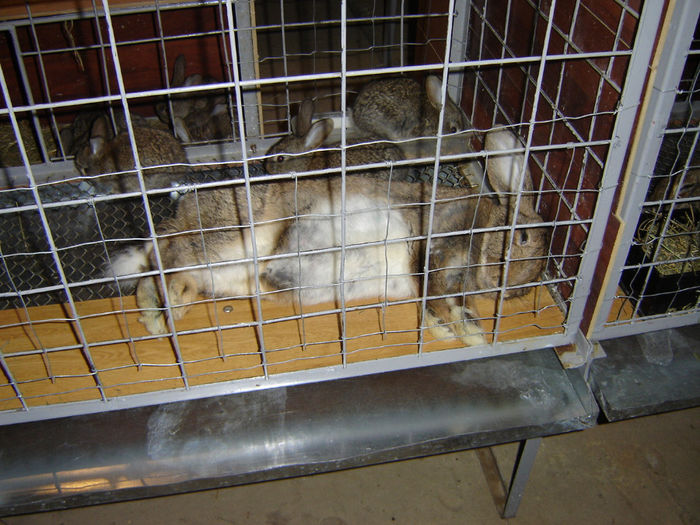 DSC00392 - Iepuri de rasa