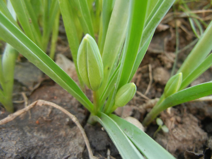 Tulipa Little Beauty (2014, March 29) - Tulipa Little Beauty