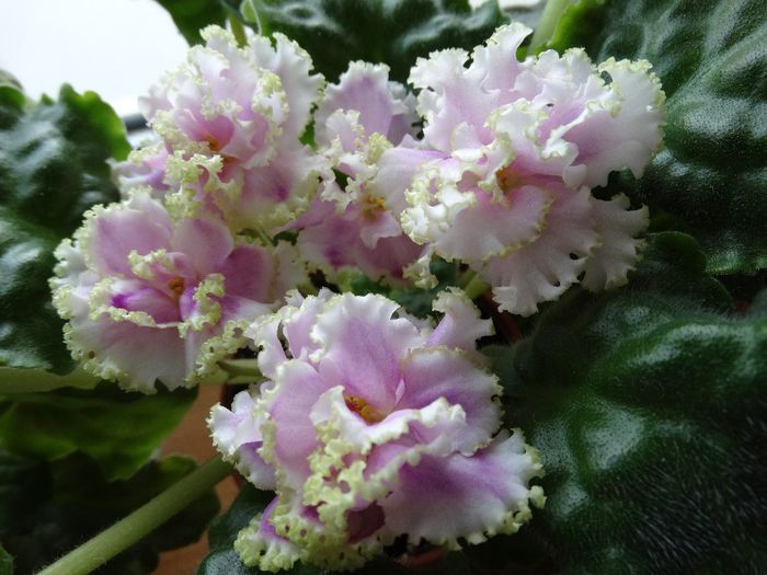 DSC00303 - Winter Smile