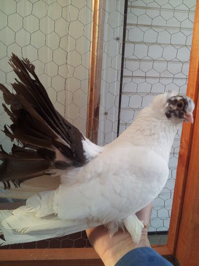 ochi negru - Orizonturi pt obtinerea de Nord Caucazian cu coada rosie  red tail pigeons