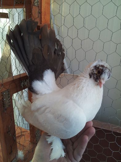 Docil, temperament linistit, bland, echilibrat - Orizonturi pt obtinerea de Nord Caucazian cu coada rosie  red tail pigeons