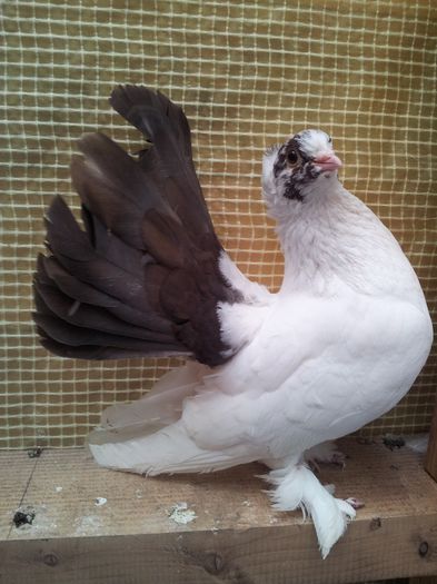 M coada bruna numit SPERANTA - Orizonturi pt obtinerea de Nord Caucazian cu coada rosie  red tail pigeons