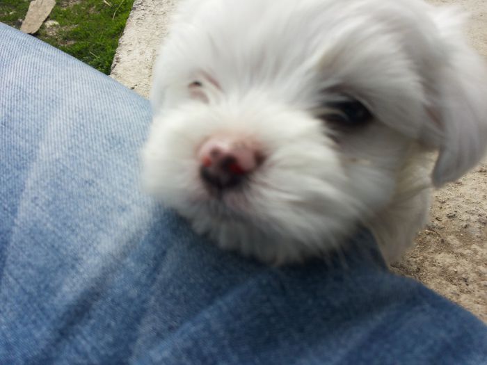 Toffy (9) - Bichoni Maltese