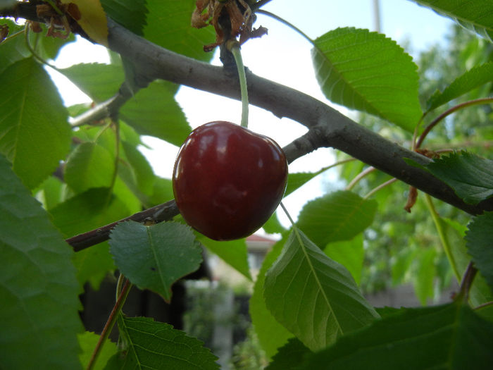 Cherry. Cireasa Rubin (2013, May 18)