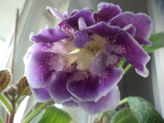 Colico Ball x Blue Pearl Field