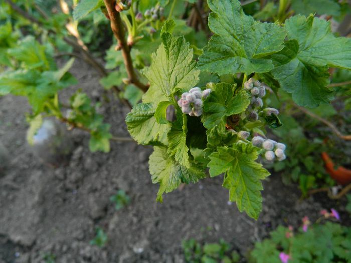 DSCN5346 coacaz negru - APRILIE 2014