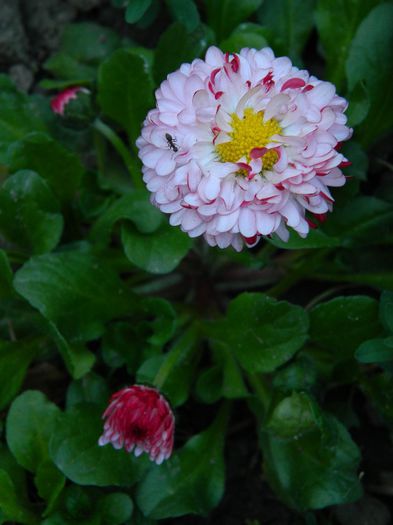 DSCN5351 - APRILIE 2014