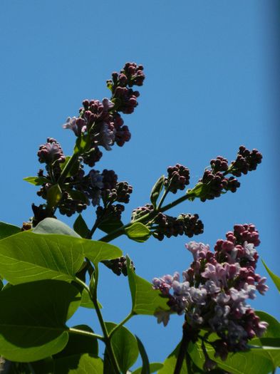 DSCN5352 - APRILIE 2014