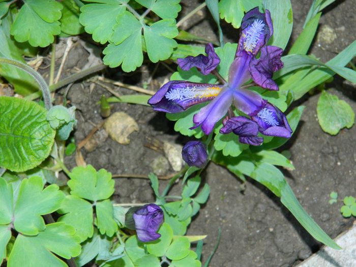 DSCN5359 - APRILIE 2014