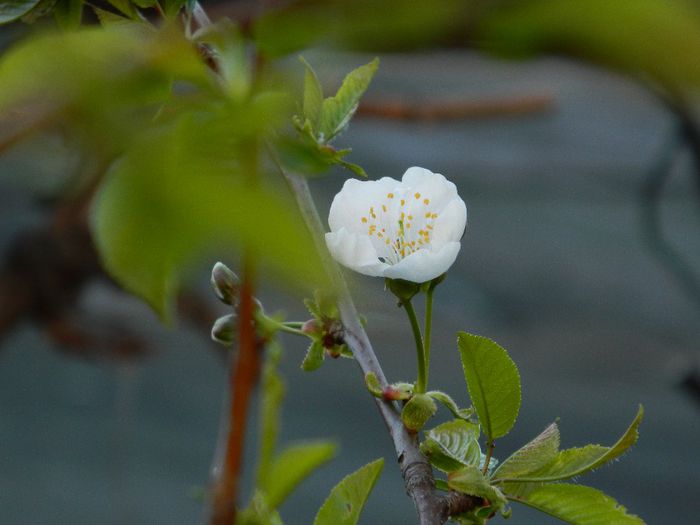 DSCN5362 cires tanar - APRILIE 2014