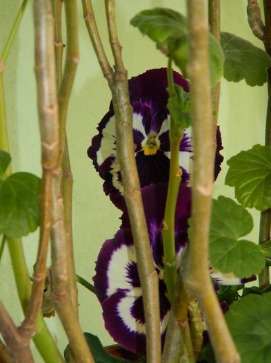 DSCN5371 - APRILIE 2014