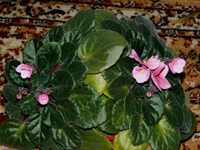 DSCN5372 - APRILIE 2014