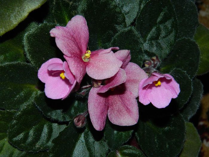 DSCN5374 - APRILIE 2014