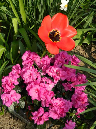 DSCN5426 - APRILIE 2014