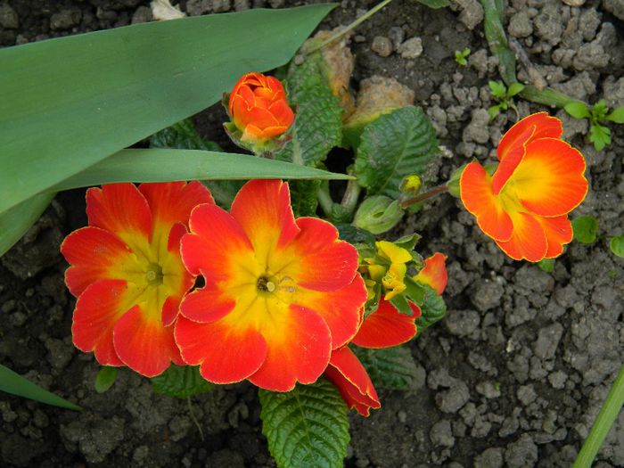 DSCN5432 primula - APRILIE 2014