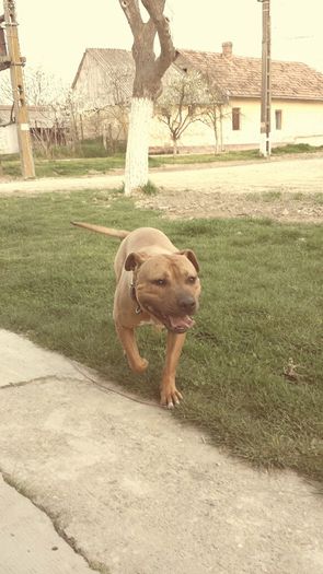 la 10 luni - A Pitbull Amstaff - zeus