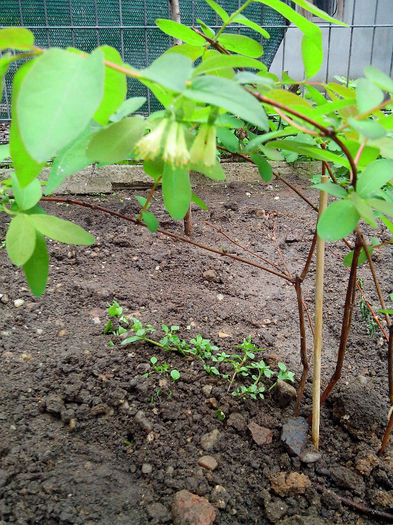 lonicera kamtschatica