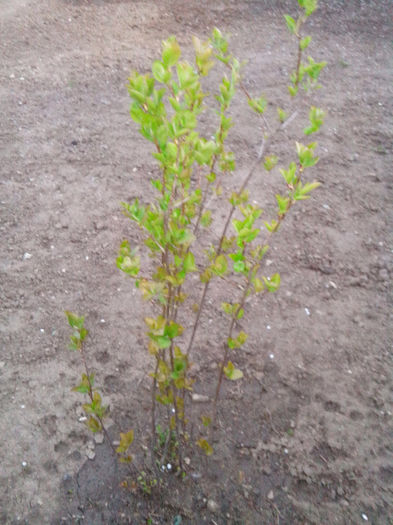 aronia - ARBUSTI SI POMI FRUCTIFERI