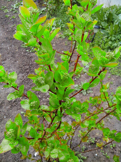 aronia - ARBUSTI SI POMI FRUCTIFERI