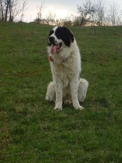 20140401_173154 - Iancu - ciobanesc romanesc de bucovina