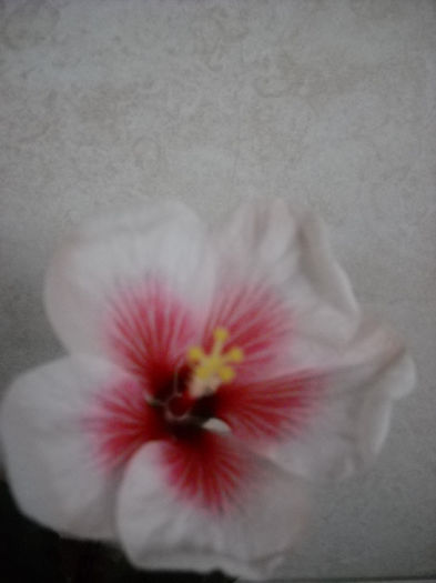 1.04.014 - HIBISCUS- 2014