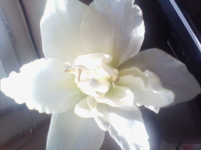 1 - AMARYLLIS ALB