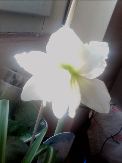 1 - AMARYLLIS ALB