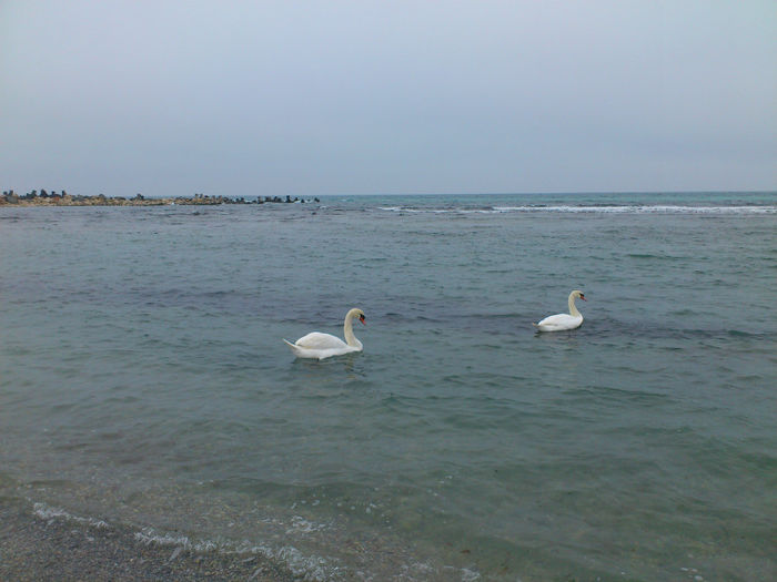 lebede in EforieSud 22mar2014 - Marea Neagra_Dobrogea