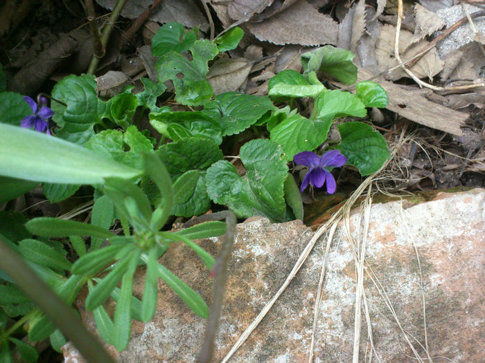 vestitorii primaverii - gradina2013-2016