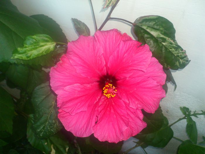 DSC_3867 - Flori 2014