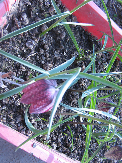 Fritillaria meleagris 004 - In gradina mea