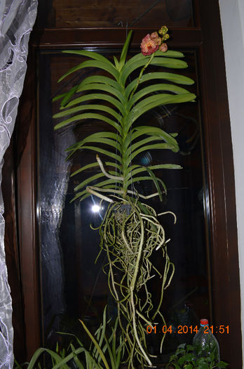 Vanda sundana lava