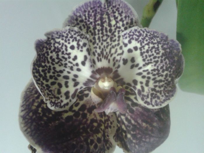 20140401_22530 - Vanda Dark Chocolate Brown