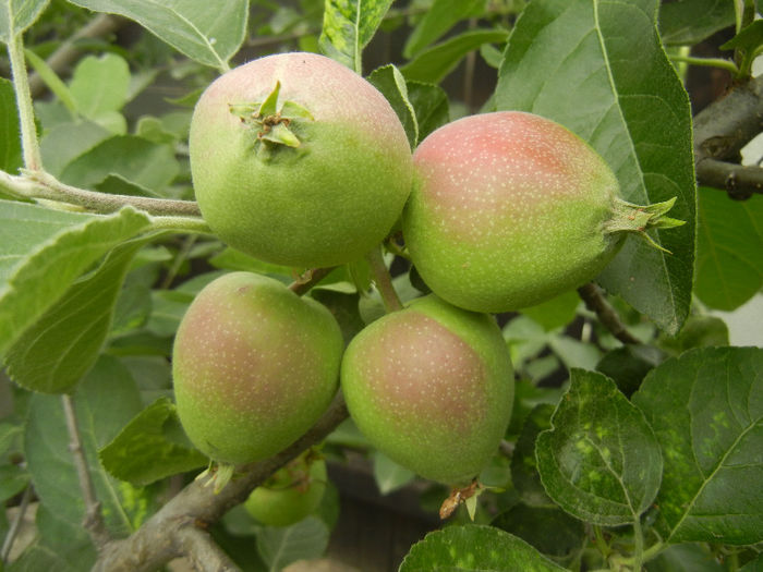 Apples_Mere Summer Red (2013, May 29)