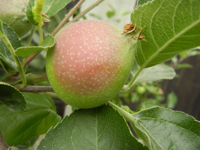 Apples_Mere Summer Red (2013, May 29)