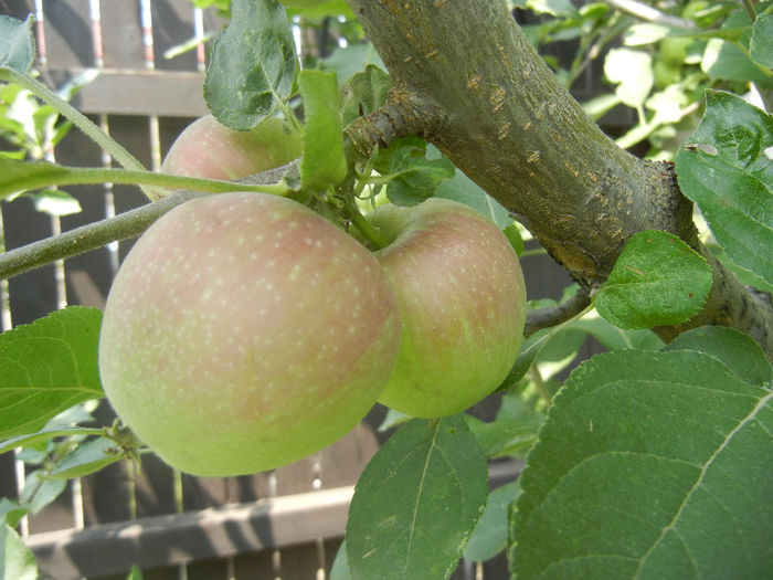 Apples_Mere Summer Red (2013, Jun.23)