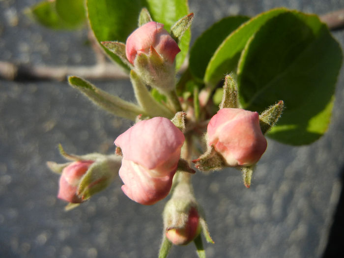 Apple Blossom_Flori mar (2014, Mar.30)