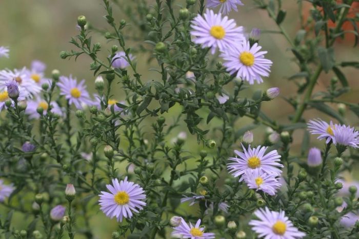 Aster alpinus - Septembrii - NOUTATI