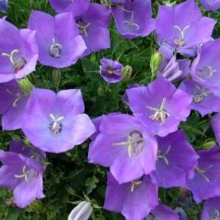 Campanula carpatica - Blue