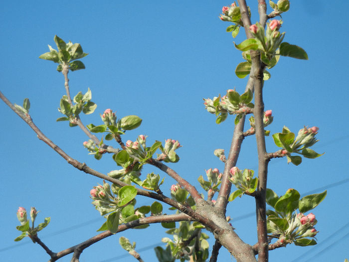 Apple Tree_Mar (2014, March 30)
