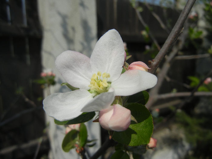 Apple Blossom_Flori mar (2014, April 01)