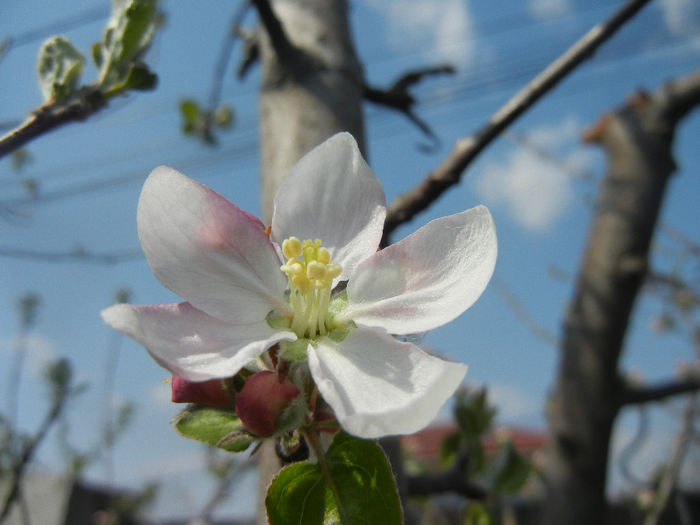 Apple Blossom_Flori mar (2014, April 01)